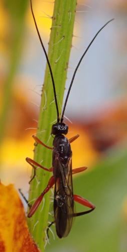 Réf. 333 621 : Helcon sp.